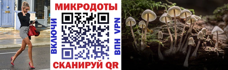 Псилоцибиновые грибы Psilocybine cubensis  Черкесск 